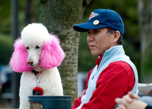 man dyes his dog's ears pink